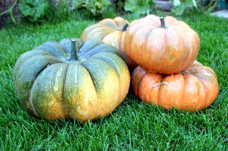 stack of pumpkins in garden