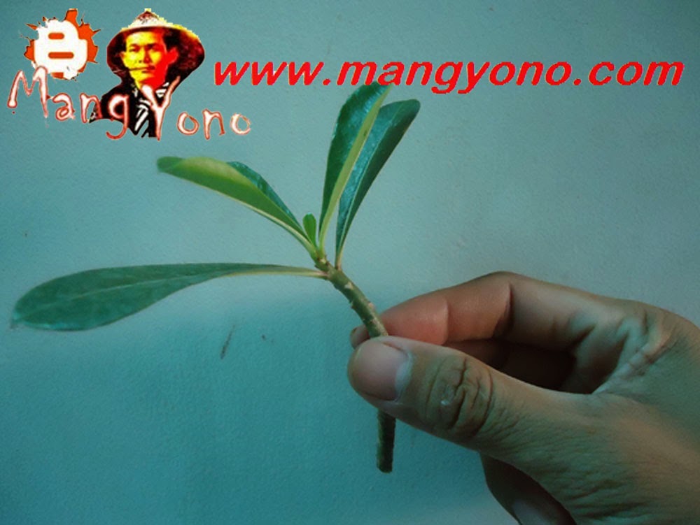 Nge-Bonsai Yuk! Cara Nyala-nyala Siram Tanaman agar Akar Makin Gedong!