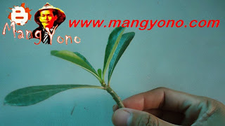 Nge-Bonsai Yuk! Cara Nyala-nyala Siram Tanaman Agar Akar Makin Gedong!