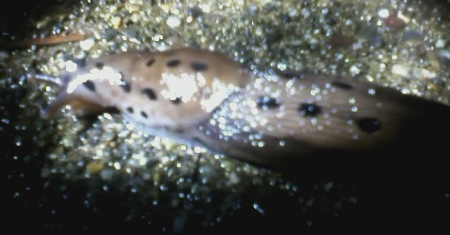 Best Handcrafted & Outdoor Newsletter: Mollusk: Pacific Banana Slug In