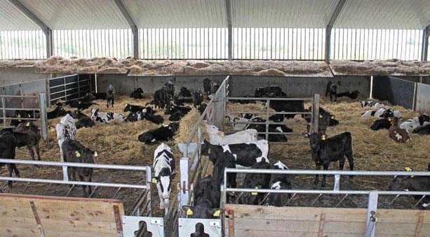 Kandang Bersih Kering Dan Nyaman Untuk Pedet Majalah Infovet I