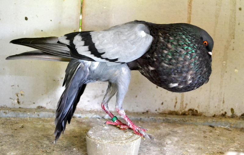 World of Pigeons and Doves Brunner Pouter ( Brünner Kröpfer )