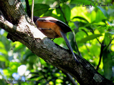 Rufous treepie - Dendrocitta vagabunda