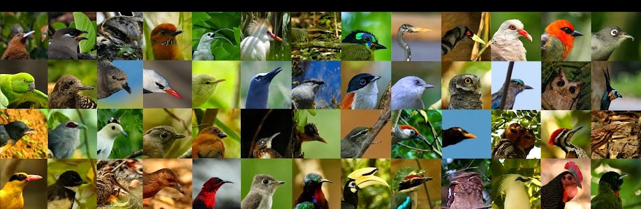 A Conservationist's Birding Blog