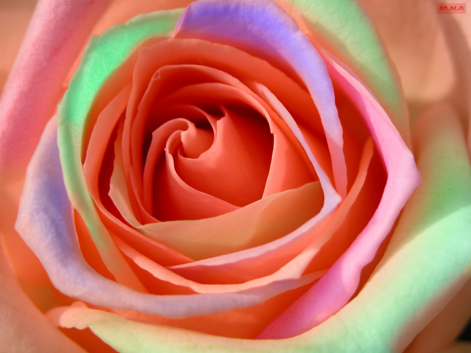 Beautiful Flowers: Rose Wallpapers