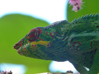 Furcifer pardalis - Caméléon panthère - Endormi Furcifer pardalis - Caméléon panthère - Endormi