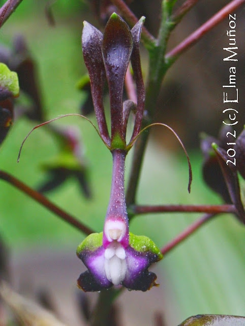 Epidendrum melanoporphyreum