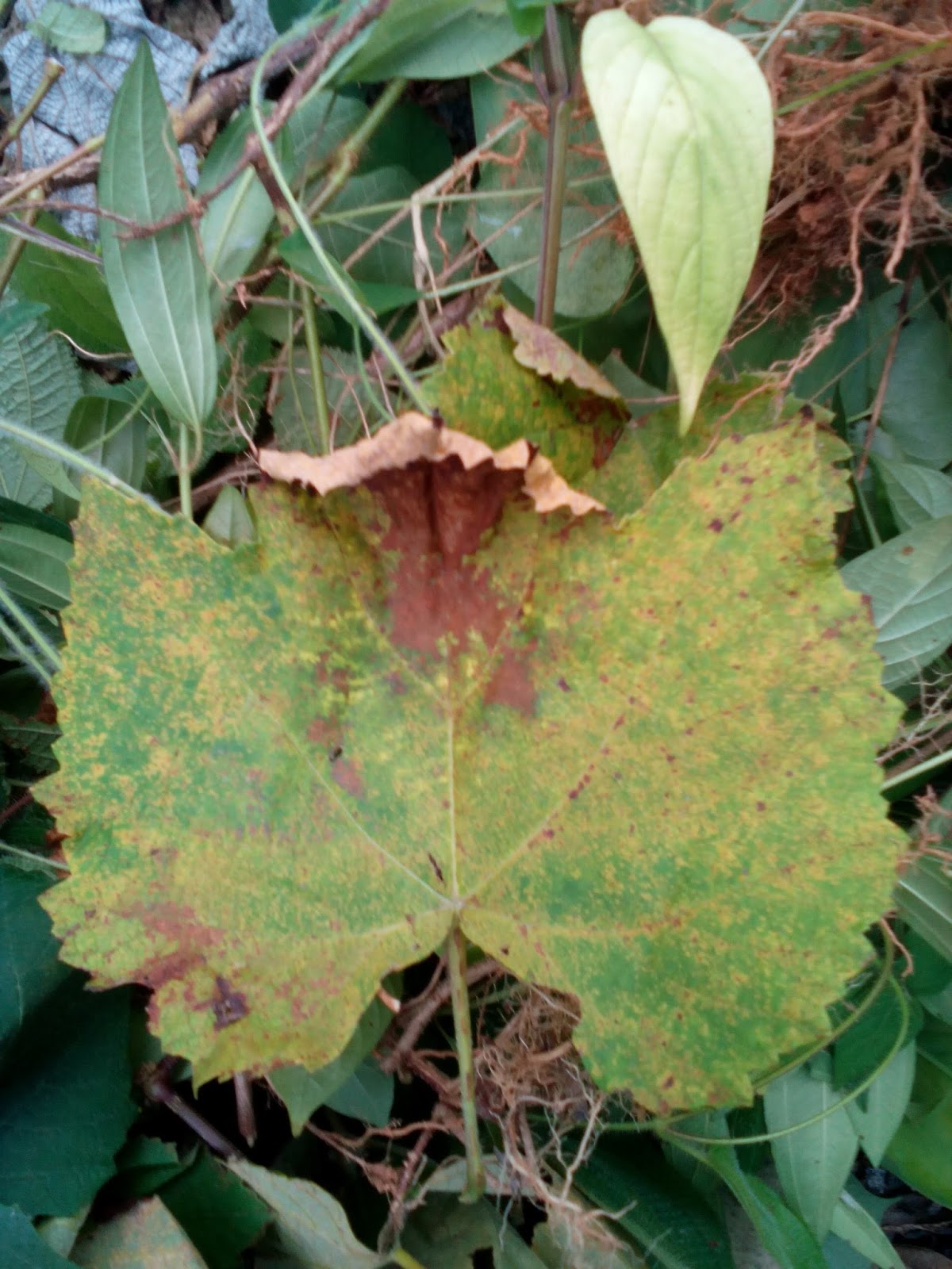 Leaf rust фото 28