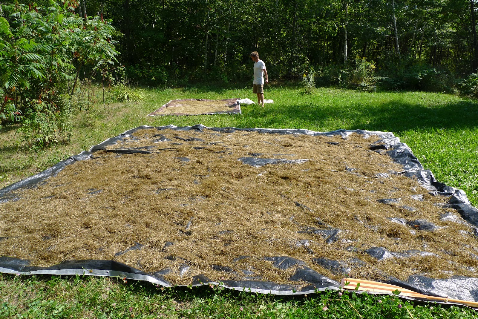 Wild Harvests: The Midwest Wild Harvest Festival, another foraging journey