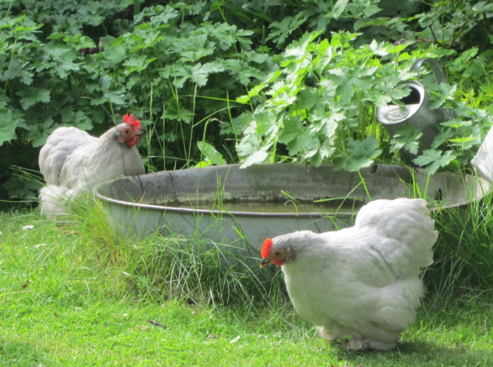 Jolies idées récup pour le jardin Inspiration Recup Baignoires