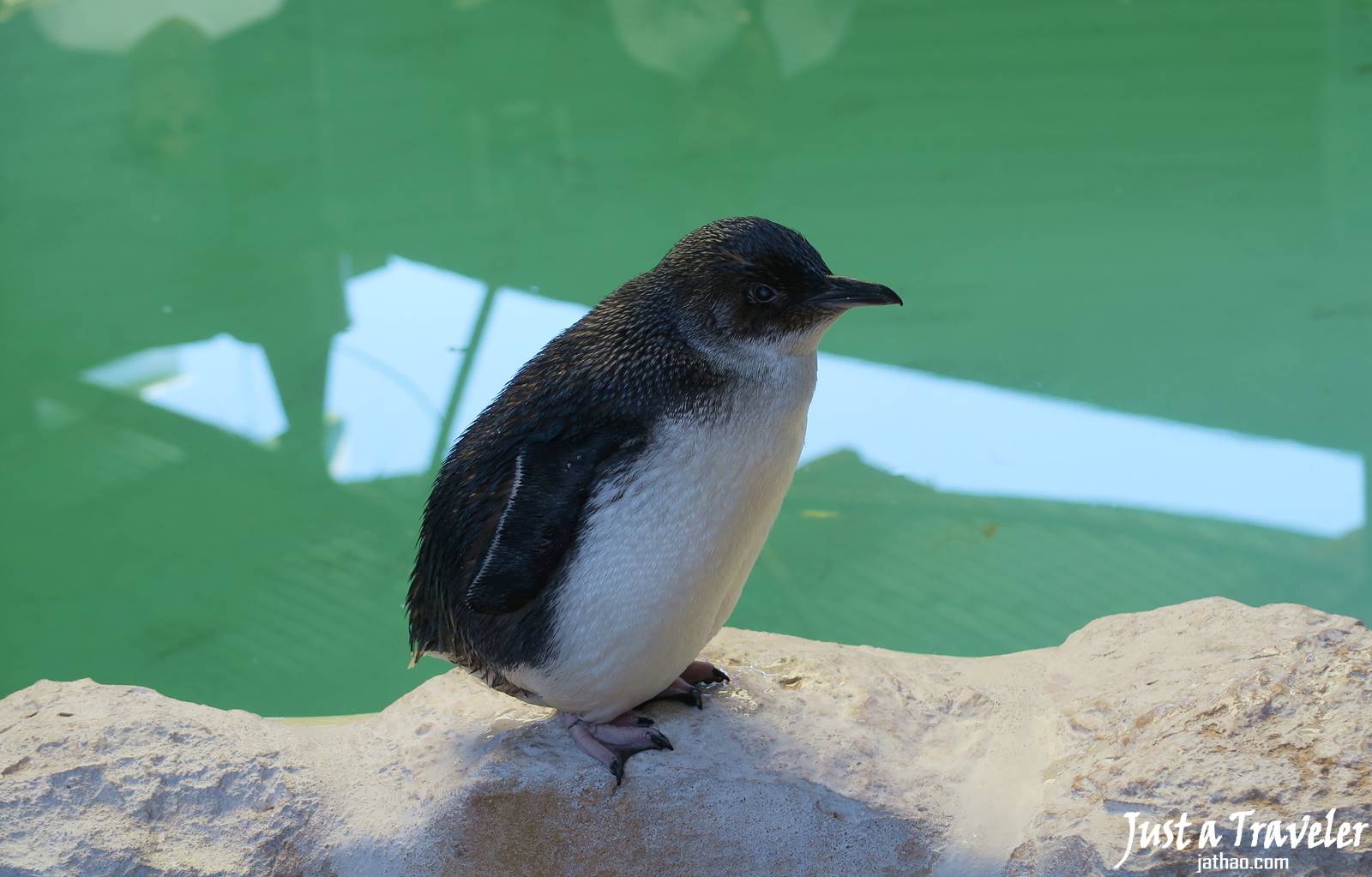 伯斯-景點-推薦-必玩-一日遊-企鵝島-Penguin-Island-遊記-旅遊-自由行-Perth