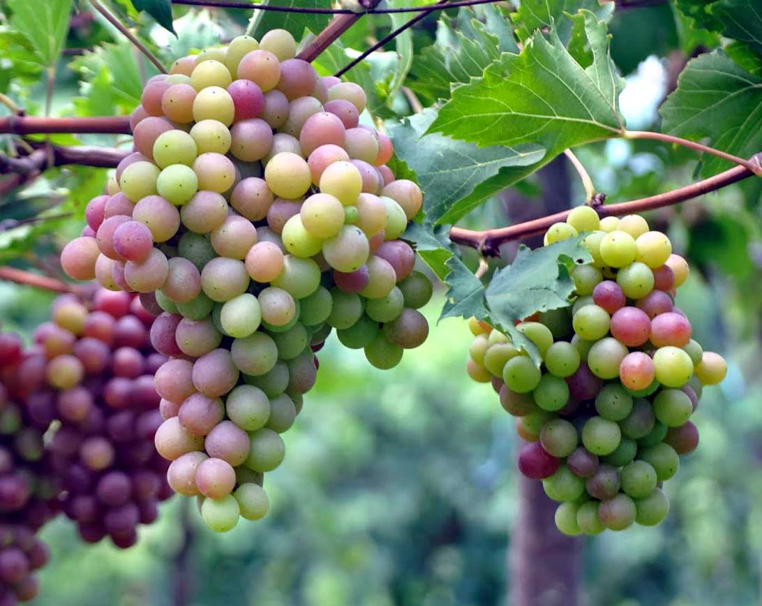 Agar Tanaman Cepat Berbuah Lebat - Juru Kebun