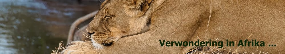 Voor beelden en verhalen over wildlife in Afrika, klik op de leeuw: