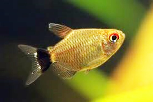 Ikan Hias Air Tawar Akuarium Ikan Hias
