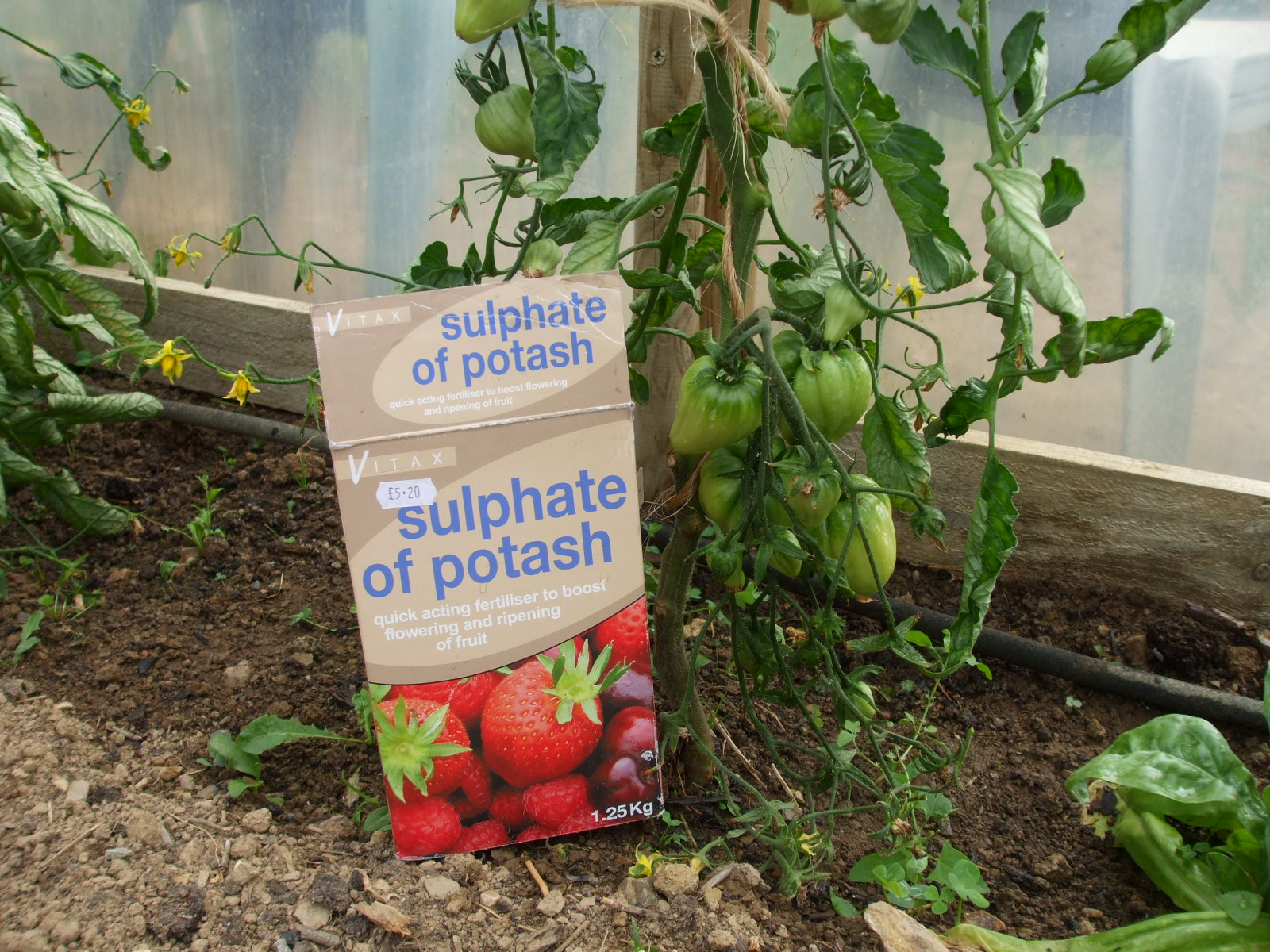 Potash Tomato Feed Deshooting Strawberries