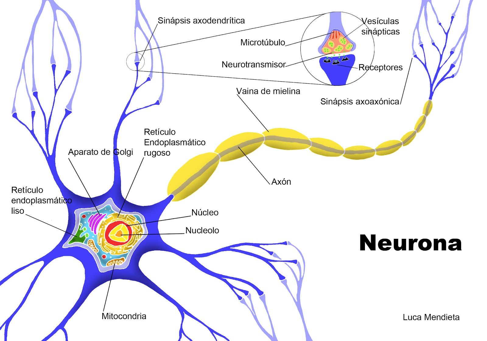 Que es una neurona?