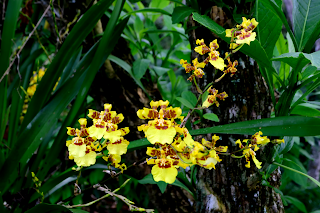 Yellow Orchid Flower Stalks
