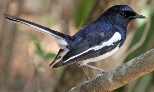 Daftar Harga Burung Kacer Semua Jenis Lengkap Terbaru 2018
