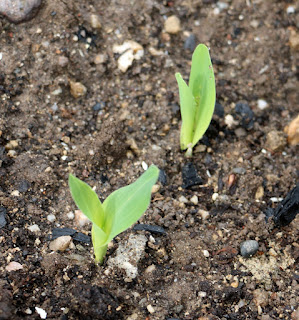 Sweetcorn seedlings already Sweetcorn seedlings already