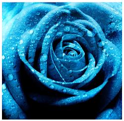 blue rose background images 3