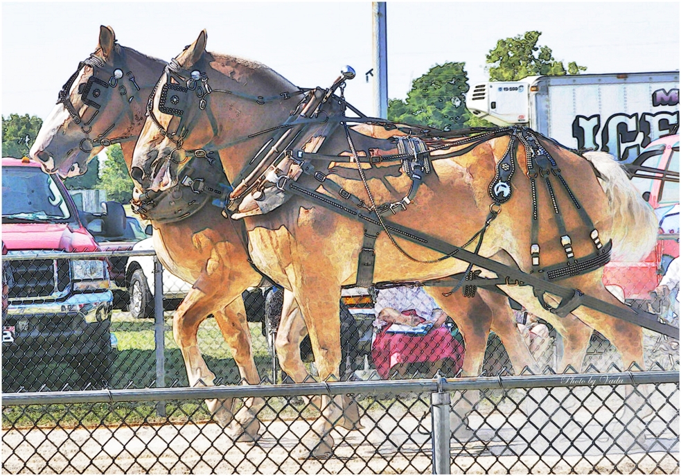 Volume Two Photos by Vada Horse Pull at Woodford County Fair.