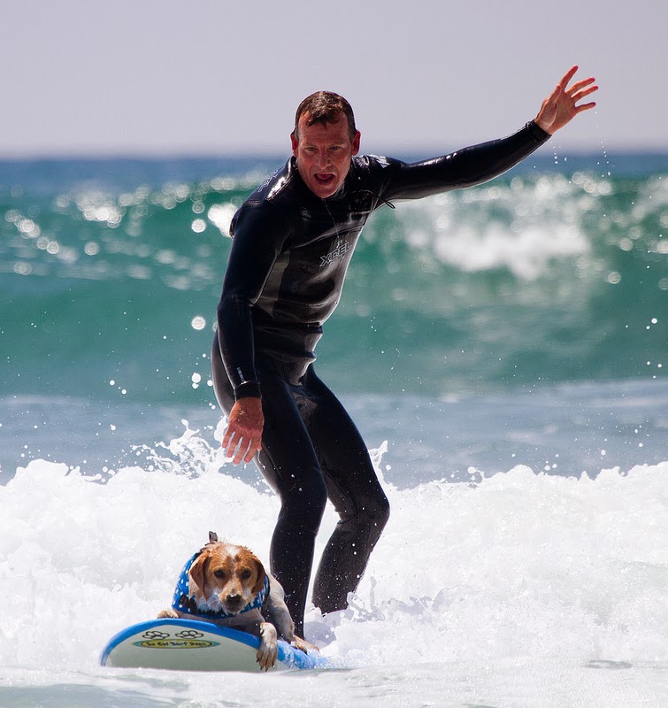 Surf City Surf Dogs Catch the Waves The Ark In Space