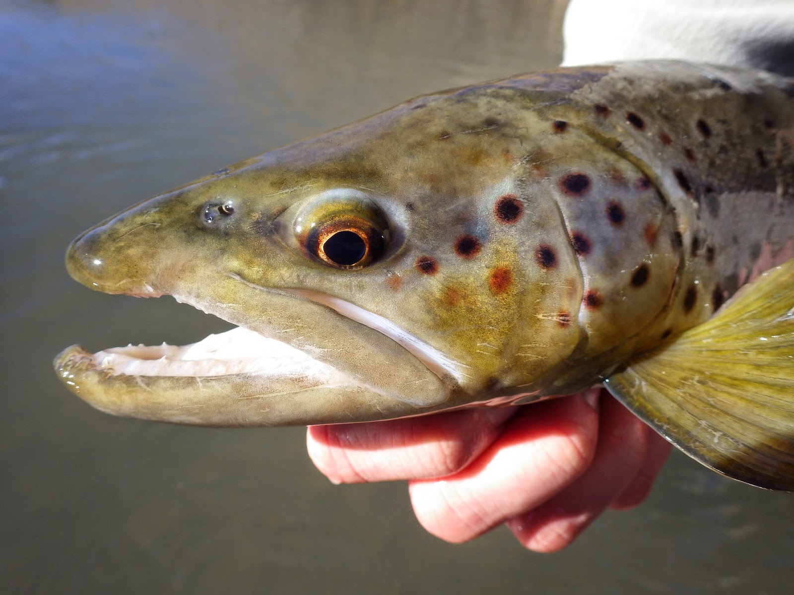 Fish Eat Flies Bologna Creek x2
