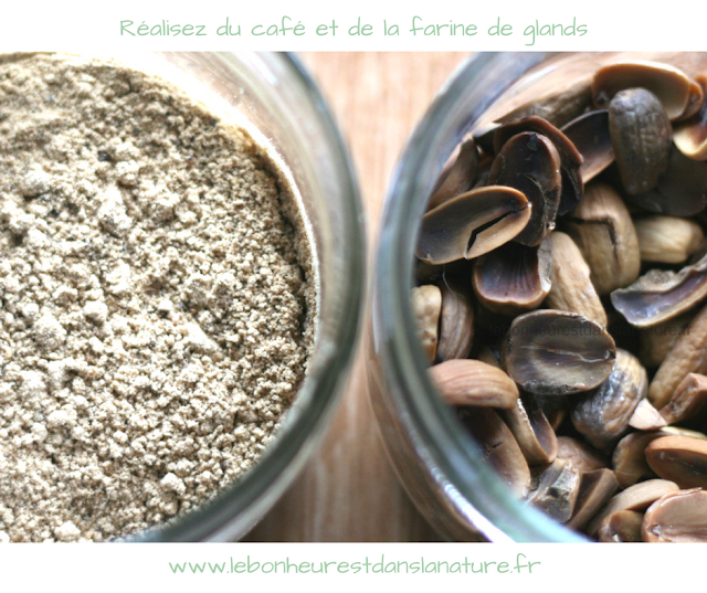 Retour de cueillette : café et farine de glands + recette