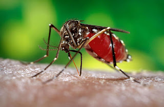 Smart Nurse --- Virus Zika Apakah Penyebab dari Virus Zika