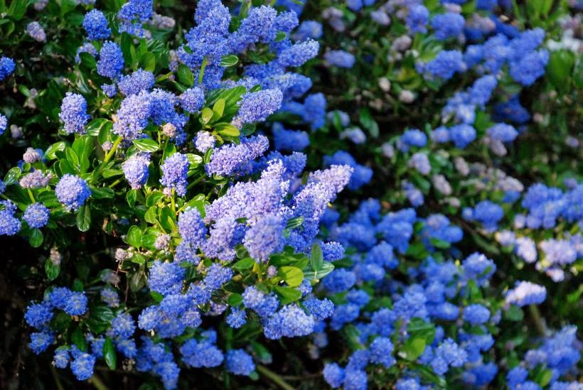 HOW TO GROW THE CALIFORNIAN LILAC CEANOTHUS SPECIES The Garden of Eaden