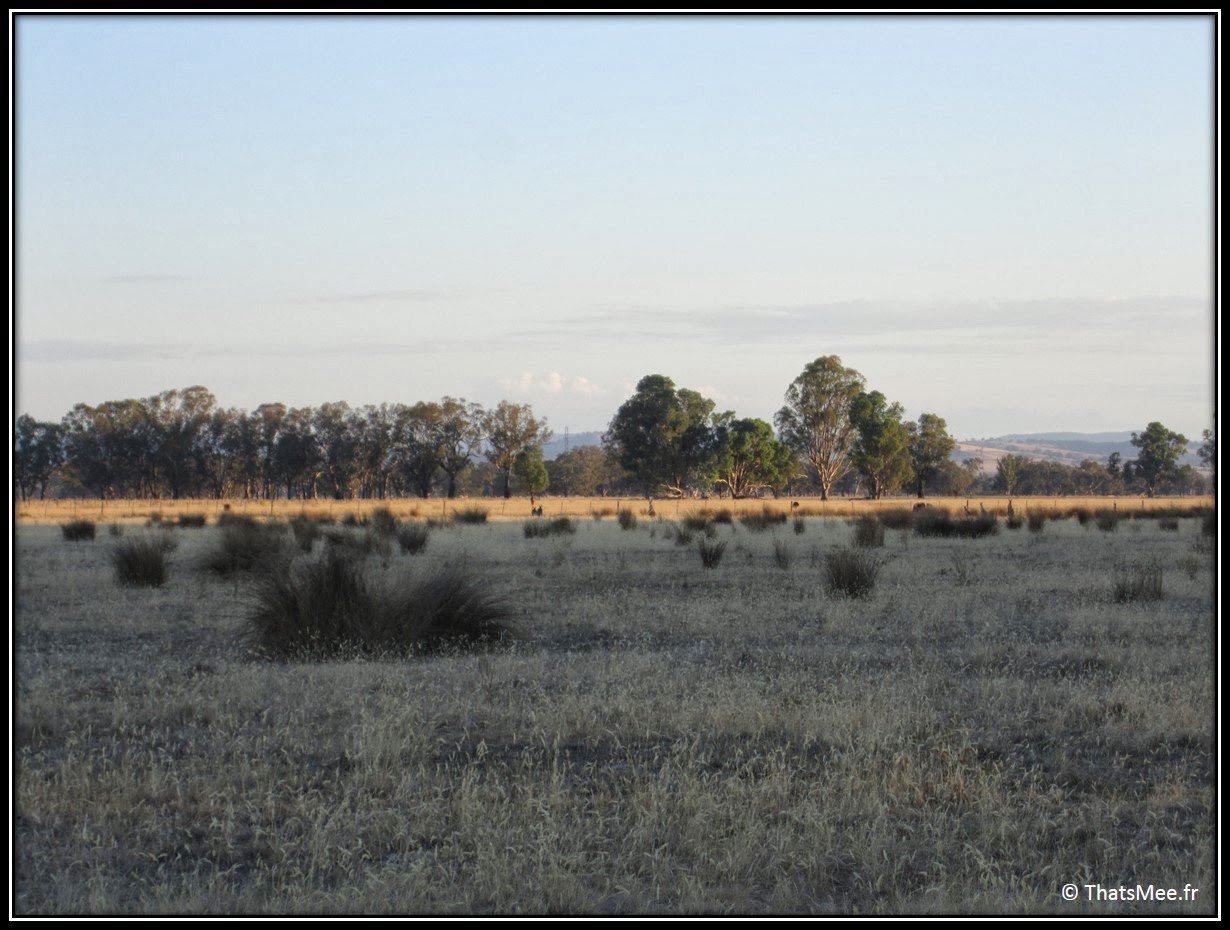 ferme kangourou King Valley Milawa Wangaratta Australie campagne Melbourne