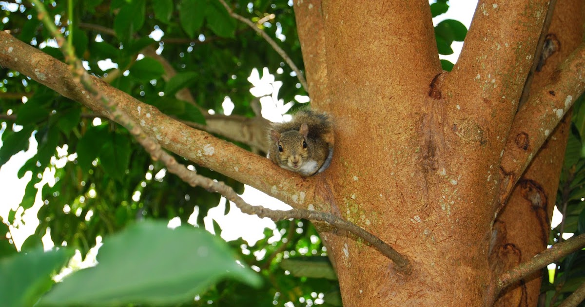 Helen A. Lockey Florida Squirrel Eats Local Coconut