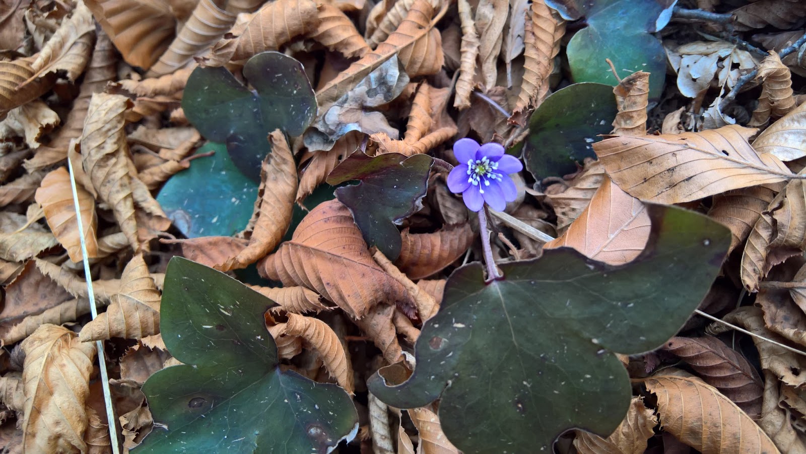Hepatica nobilis observed on the trail