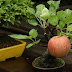 Grow Full Size Fruits In a Fraction Of The Area With Bonsai Trees