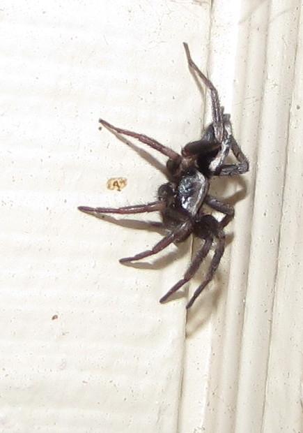 eastern parson spider