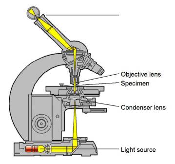 Difference between Light Microscope and Electron Microscope (Light Microscope Microscope)
