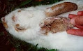 macam-macam penyakit yang biasa menyerang kelinci peliharaan