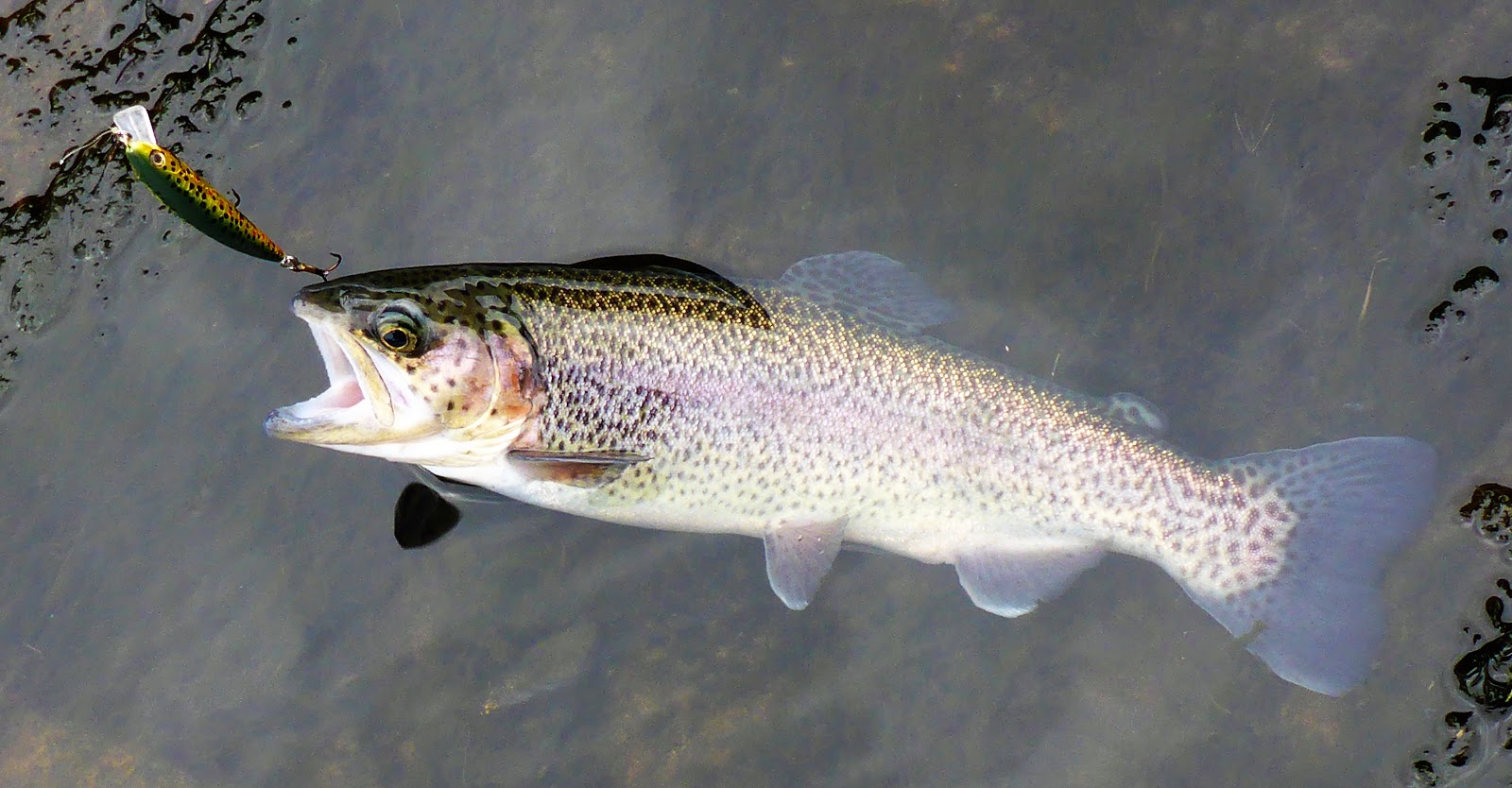 Jeff Samsel Fishing Little Red Trout Stop