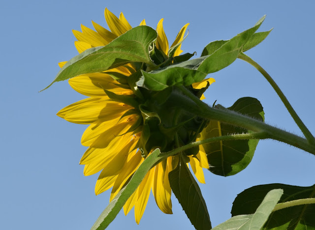 Mammoth Sunflower- back view