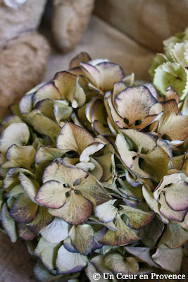 Detail of a dried hydrangea