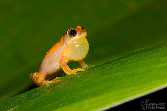 Hourglass Treefrog - Dendropsophus ebraccatus