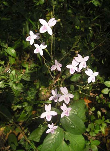 Pseuderanthemum crenulatum (