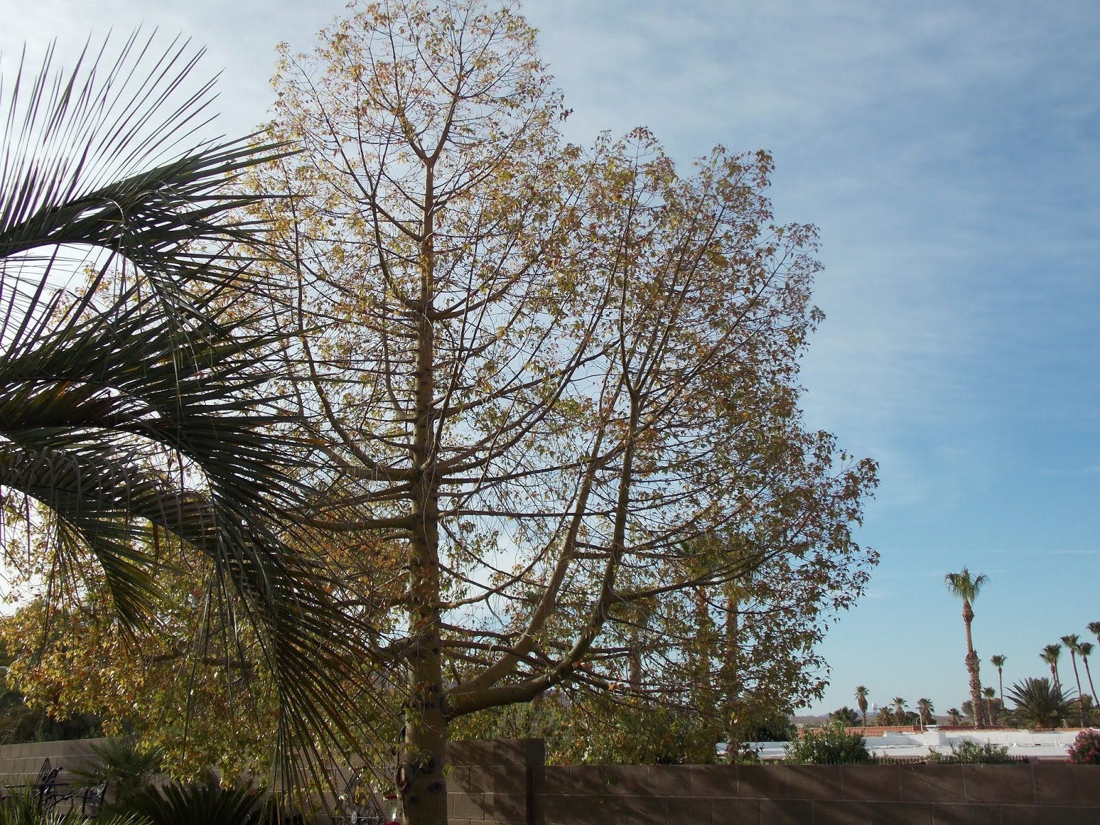 Xtremehorticulture of the Desert Problems With Bottle Trees Growing in