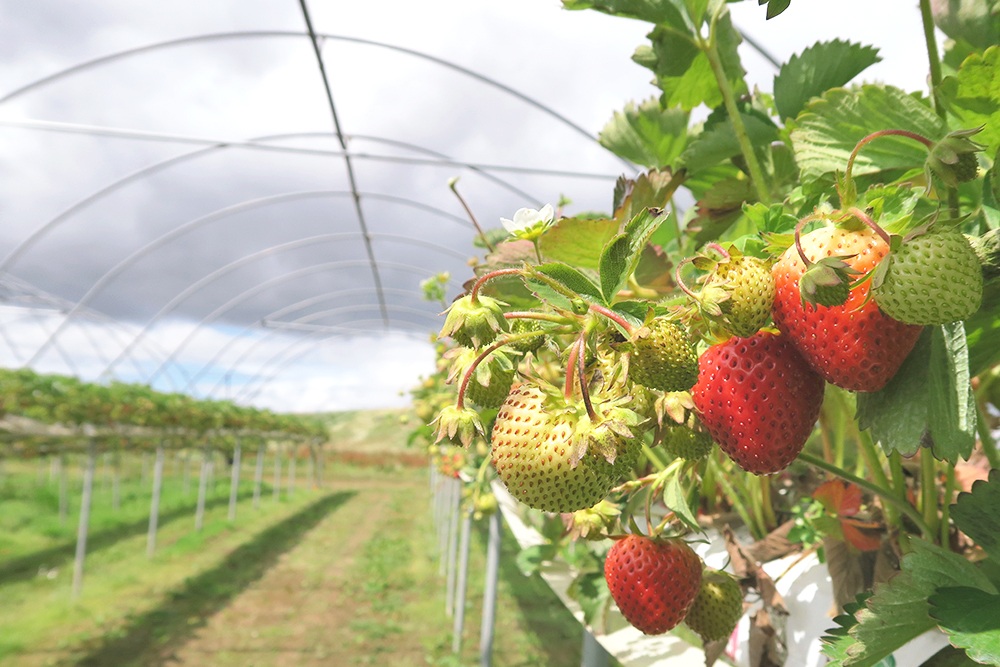 Wee Dundee Charleton Fruit Farm
