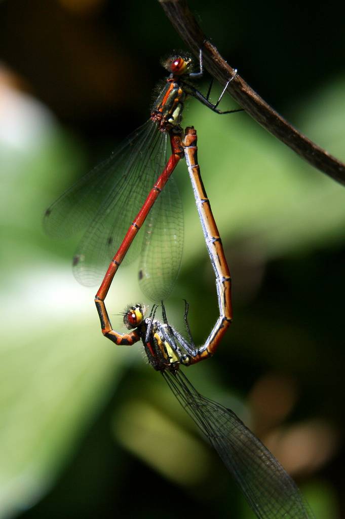 Love Bugs Kuriositas