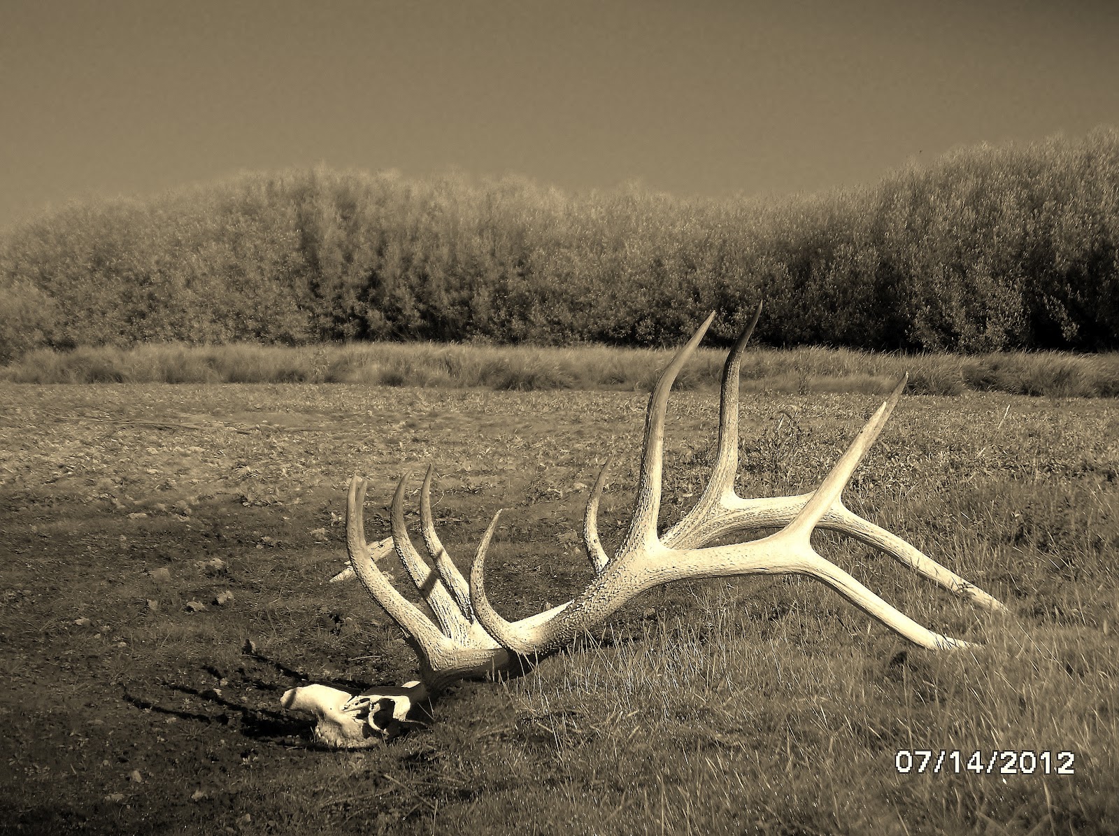 Andy&rsquo;s Blog: Elk Skull