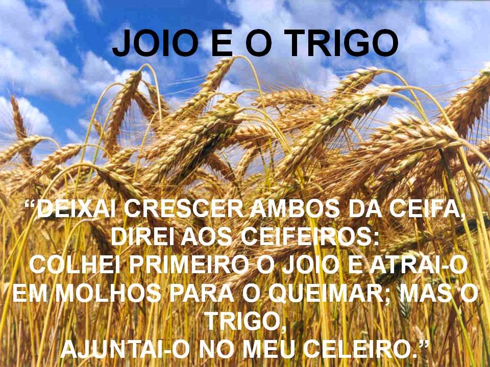 antonioramosalves.blogspot.com: Parábola do joio e do trigo - RODOLFO ...