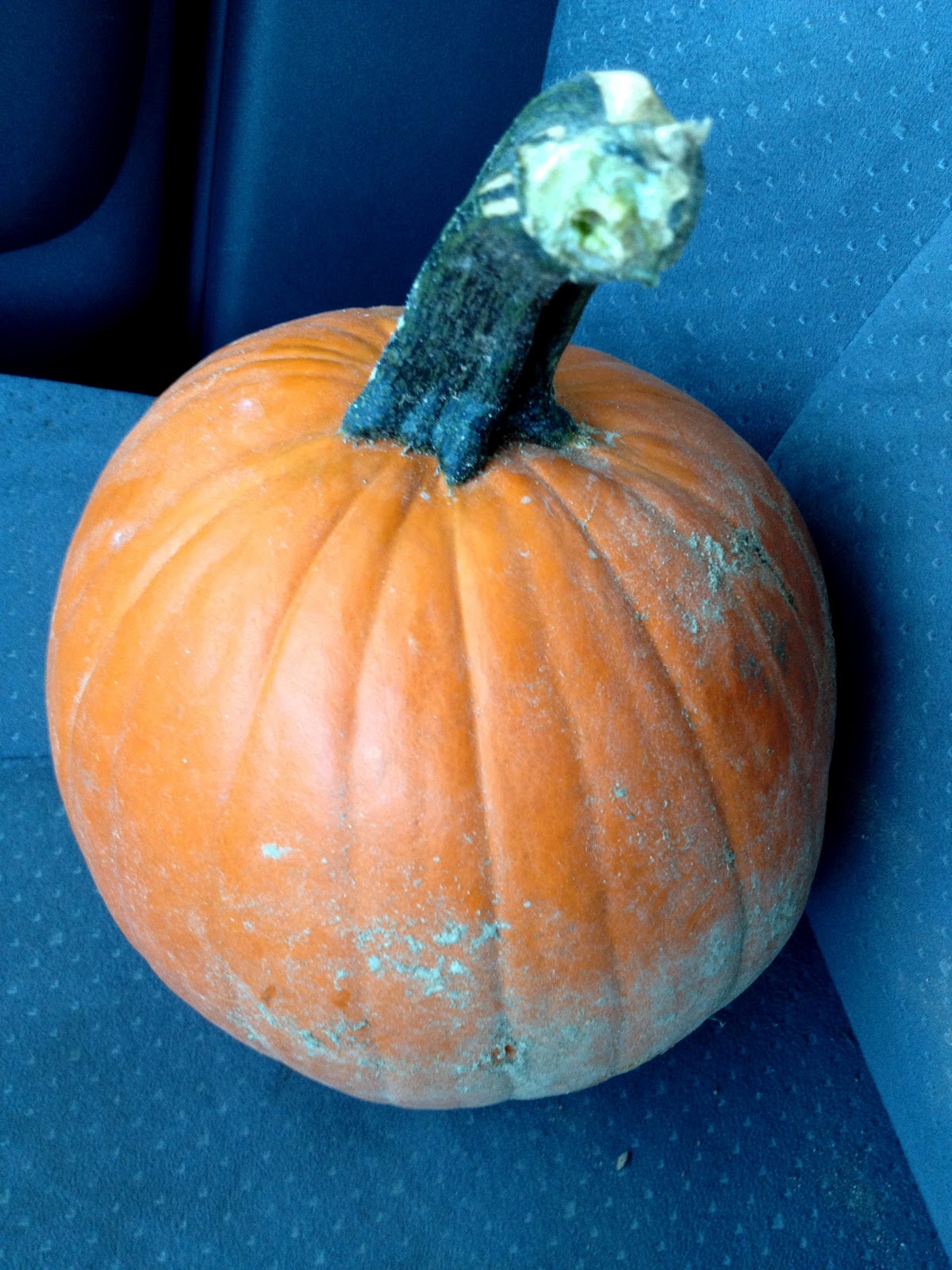 B.I. Redux: The brief life of a pumpkin.