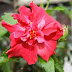 Bunga Raya Ros Bunga Kebangsaan Kita