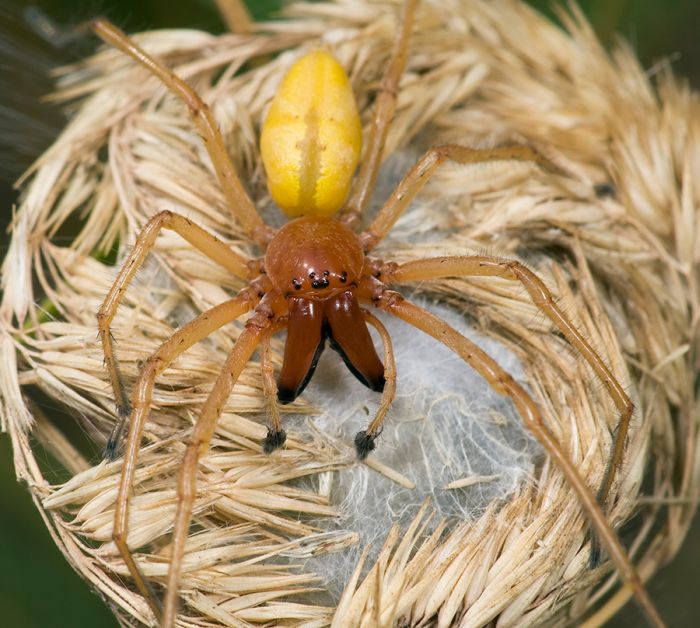 yellow sac spider bits yellow sac spider bits